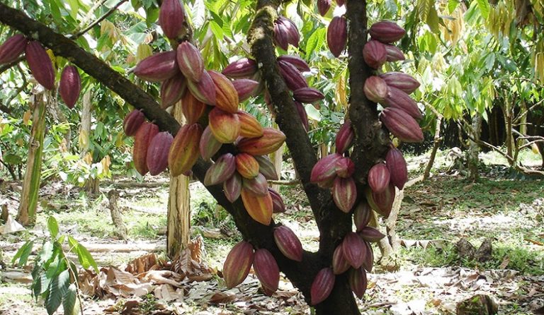 Cacao