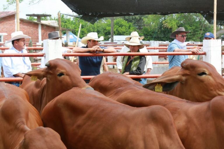 proyectos para el campo 3