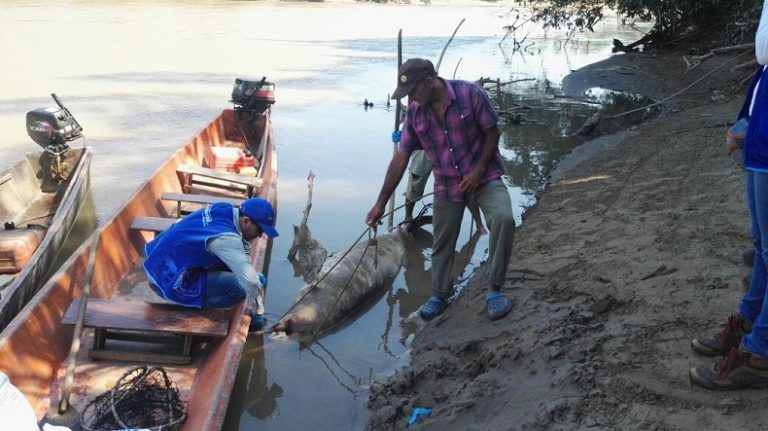 1. Muerte tonina Arauca