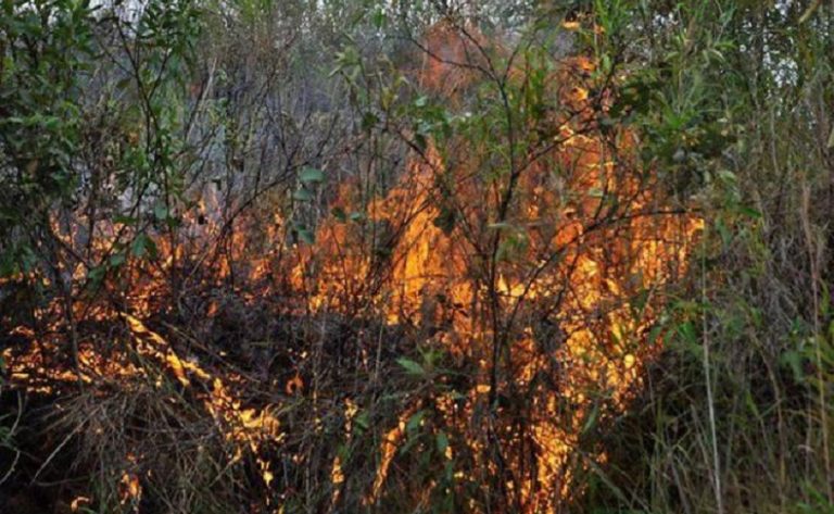 Incendio forestal