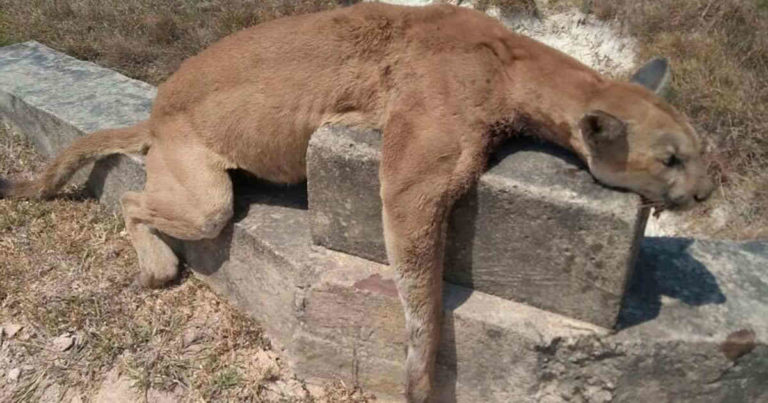 PUMA ASESINADO