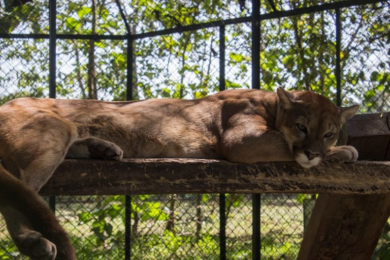 felino okok