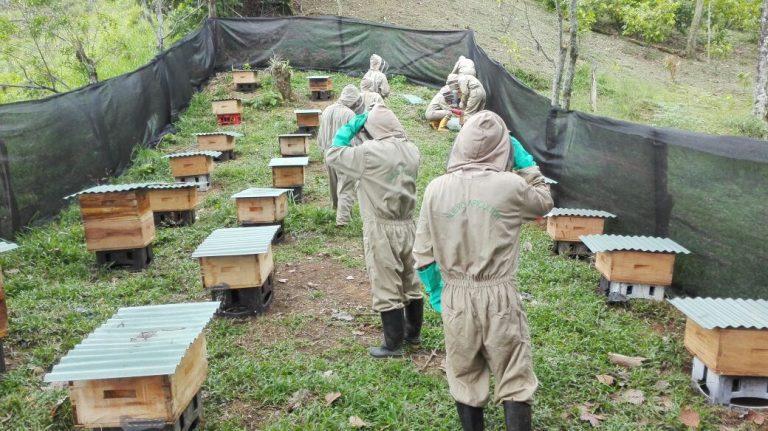 abejas puerto Lopez