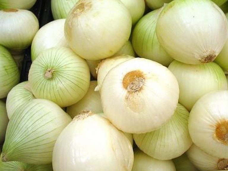 cebolla cabezona