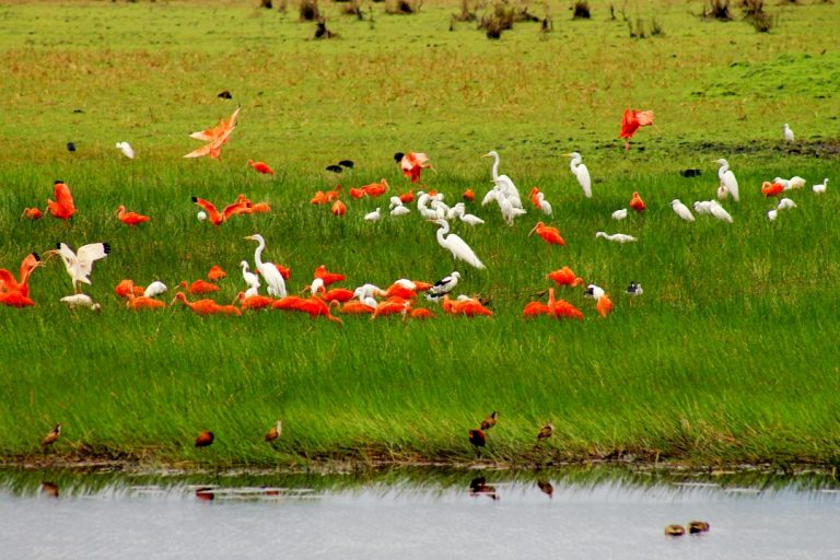 orocue-casanare-conservacion-de-aves-01062015-1