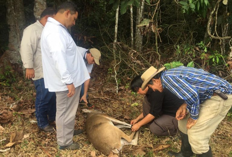 venado