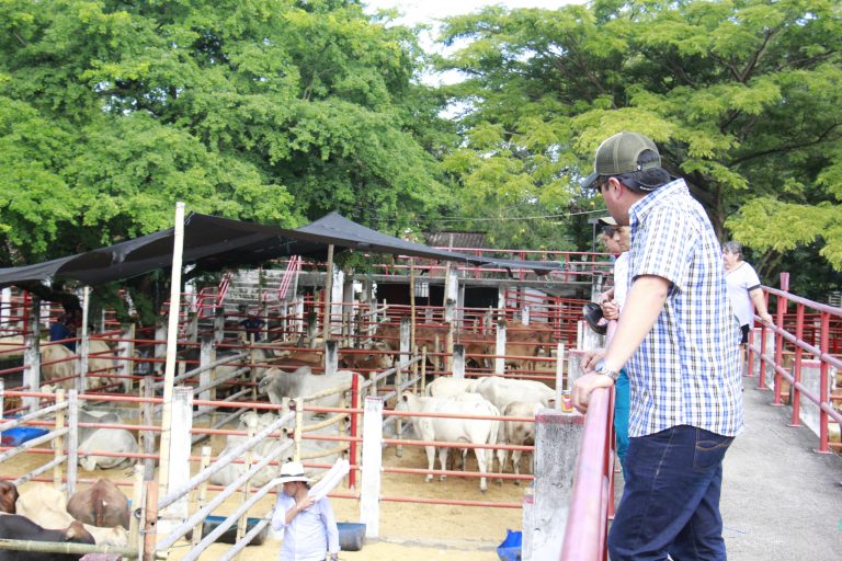 Expo ganado