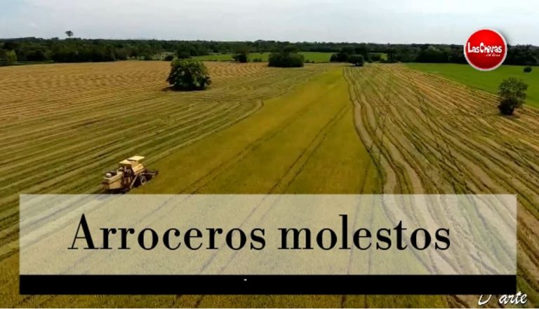 Arroceros molestos