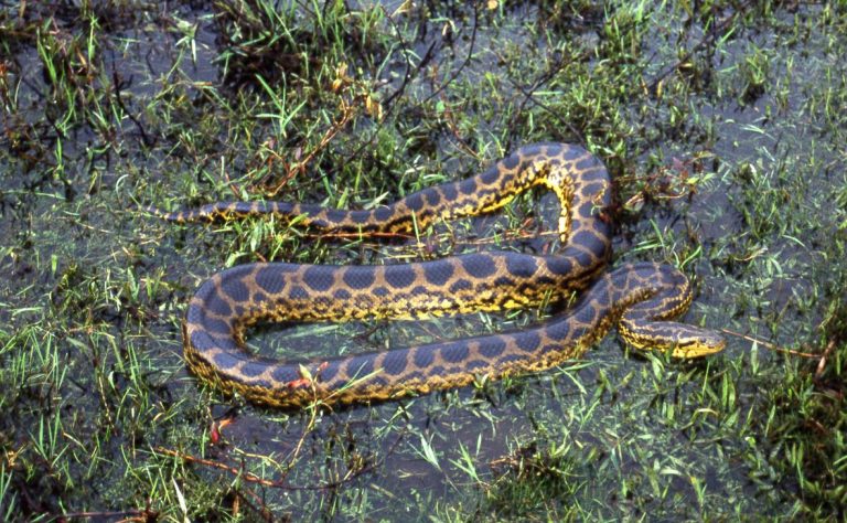Guio negro, especie que habita en regiones como los llanos