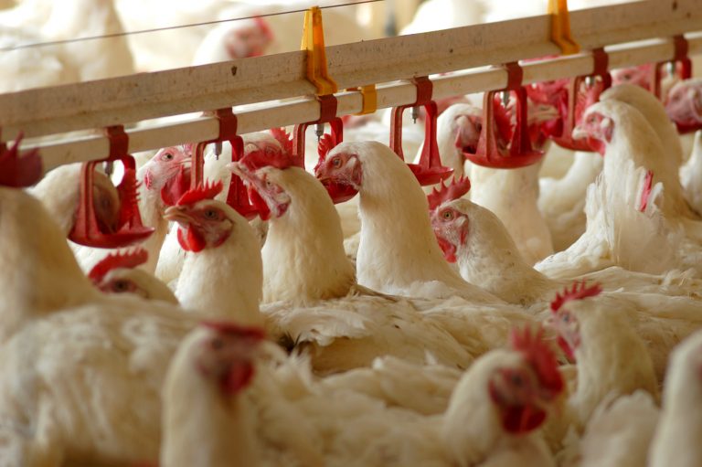 El primer paso para la certificación de una granja avícola como biosegura, es registrarla ante el ICA.
