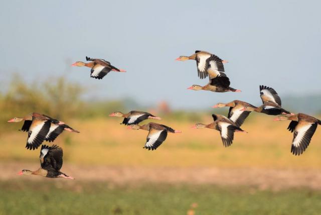 El avistamiento de aves hace parte del turismo de naturaleza en Casanare