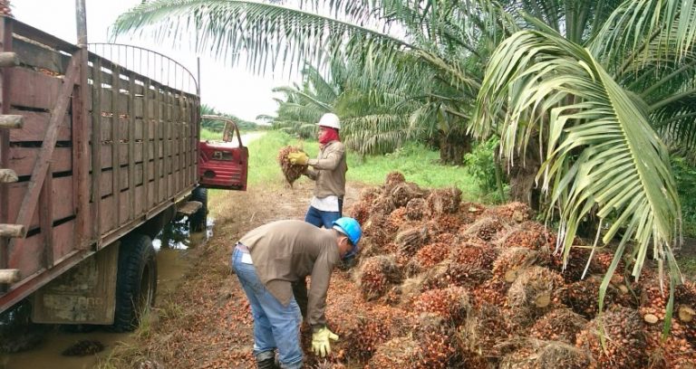 Cultivo de aceite de palma