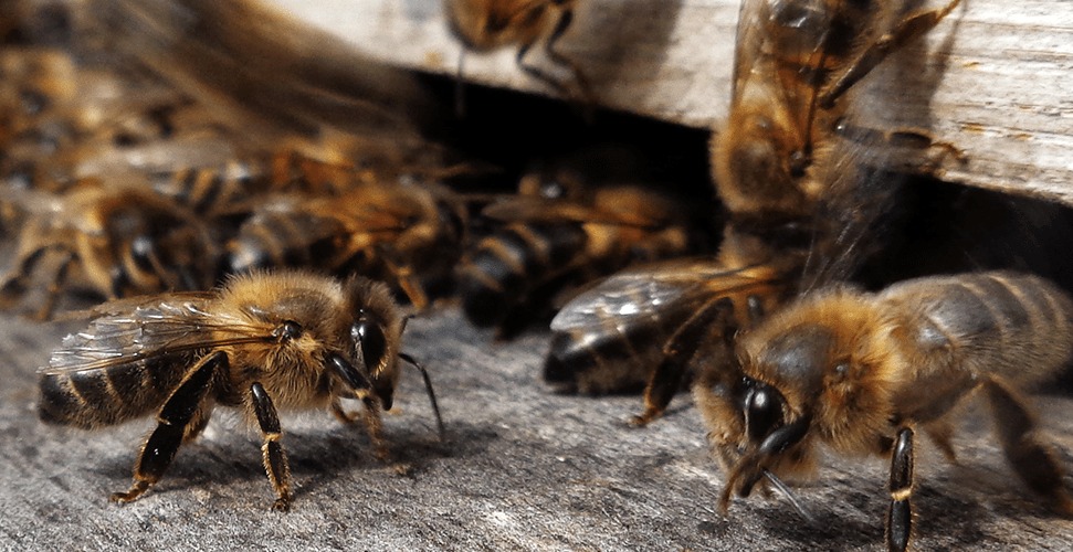 Cuidar A Las Abejas Es Responsabilidad De Todos Las Chivas Del Llano 0617