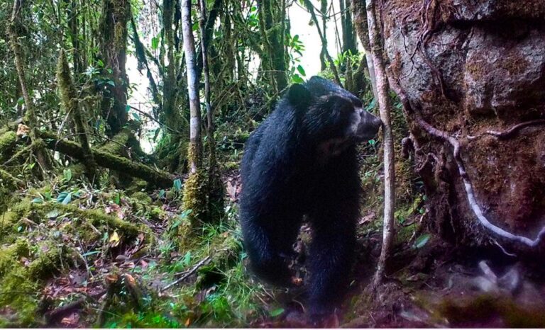 Oso de anteojos visto en Boyacá por Corpochivor
