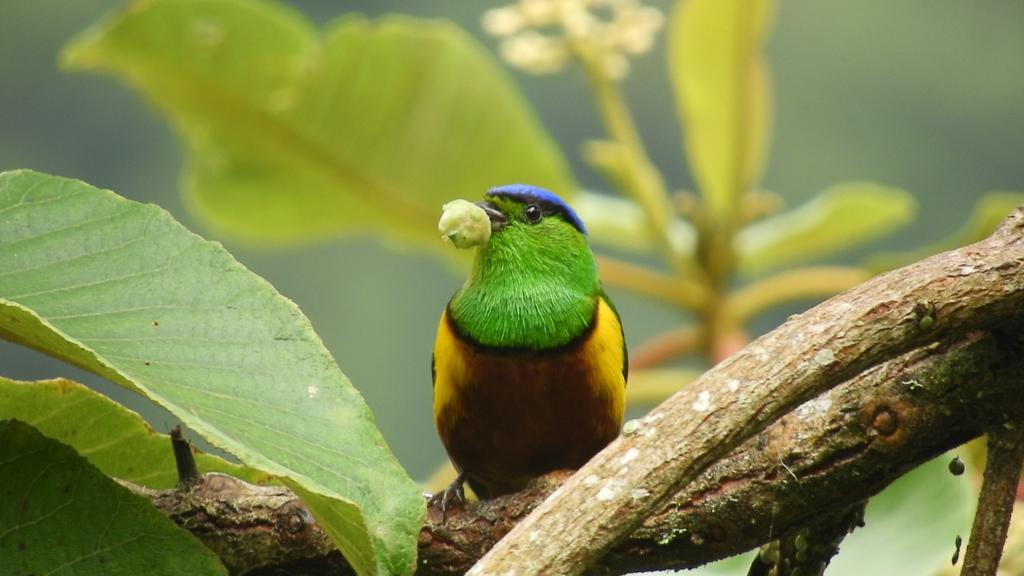 Foto aves https://www.parquesnacionales.gov.co/portal/es/colombia-nuevamente-en-el-primer-lugar-en-avistamiento-de-aves-en-el-mundo/