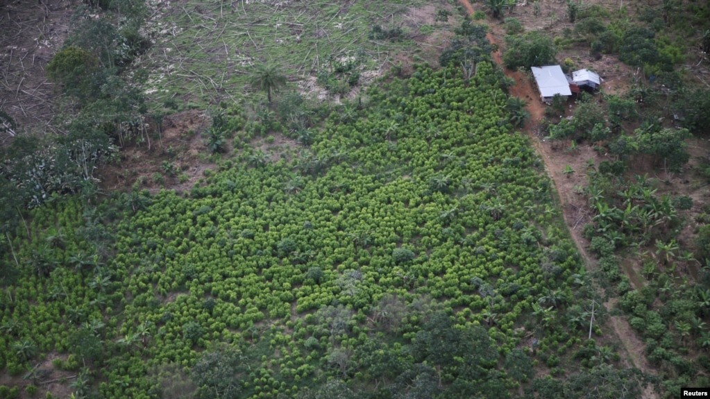 Una vista aérea de las plantaciones de coca en Tumaco, Colombia, 13 de diciembre de 2021. Foto tomada el 13 de diciembre de 2021.