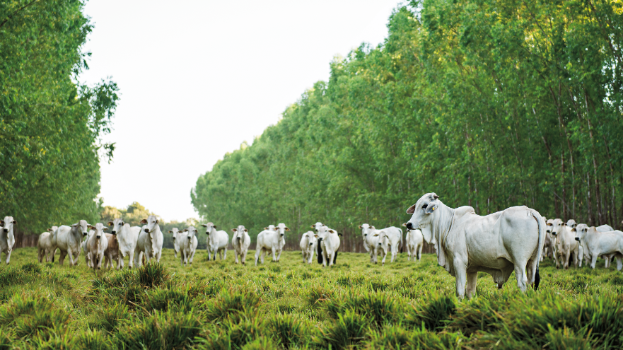 Minerva Foods avanza en el monitoreo geoespacial a proveedores de ganado en Colombia