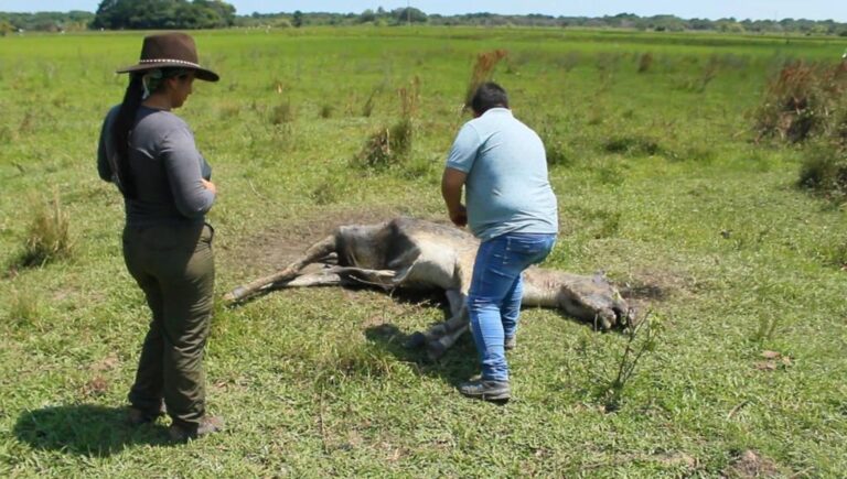 Visita de fauna de Corporinoquia a Hato Corozla (2)