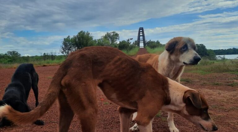 perros carreño