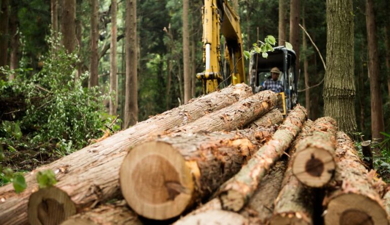 Foto de referencia bosques arrasados