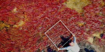 Cormacarena evalúa cierre de Caño Cristales para proteger la Macarenia Clavigera