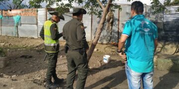 Cormacarena rechaza la tortura y asesinato de un oso melero en Villavicencio