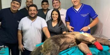 Oso hormiguero rescatado en la vía, fue operado por profesores unitropistas