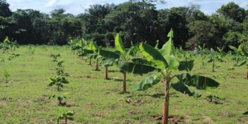 Con buenas prácticas de producción, Cormacarena beneficia a más de 520 campesinos en el Meta