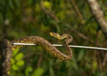 31 animales silvestres rescatados por Cormacarena regresaron a la naturaleza