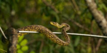 31 animales silvestres rescatados por Cormacarena regresaron a la naturaleza