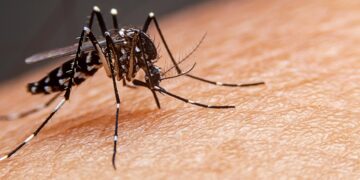 En lo corrido del año Casanare ha reportado más de 3.500 casos de Dengue