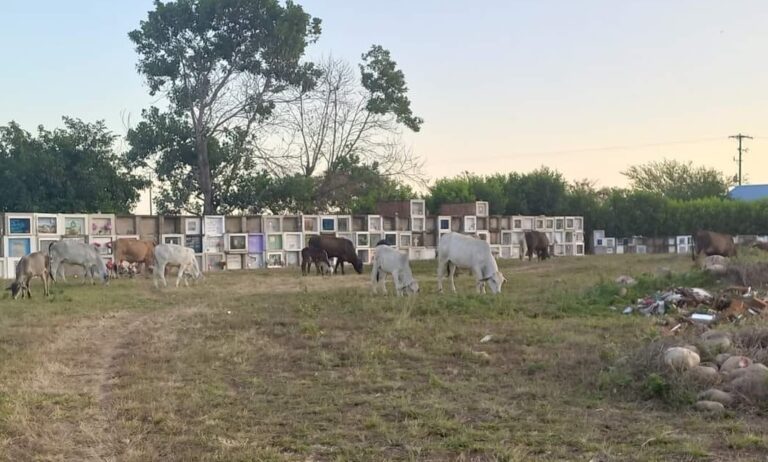 Ganado en cementerio de Paz de Ariporo