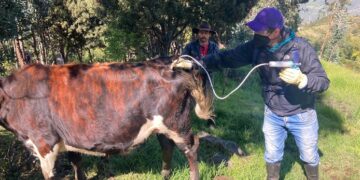 Más de la mitad del hato bovino y bufalino de Boyacá ya fue blindado contra la aftosa