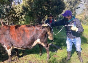En Boyacá faltan por vacunar contra fiebre aftosa 414.000 bovinos