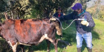 En Boyacá faltan por vacunar contra fiebre aftosa 414.000 bovinos