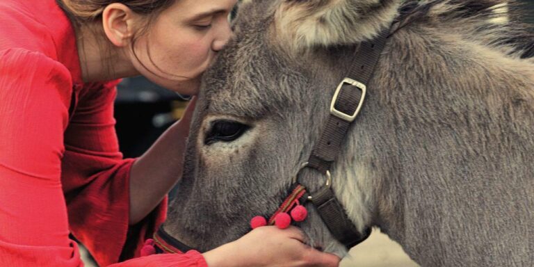 EO, un burro gris de espíritu libre,