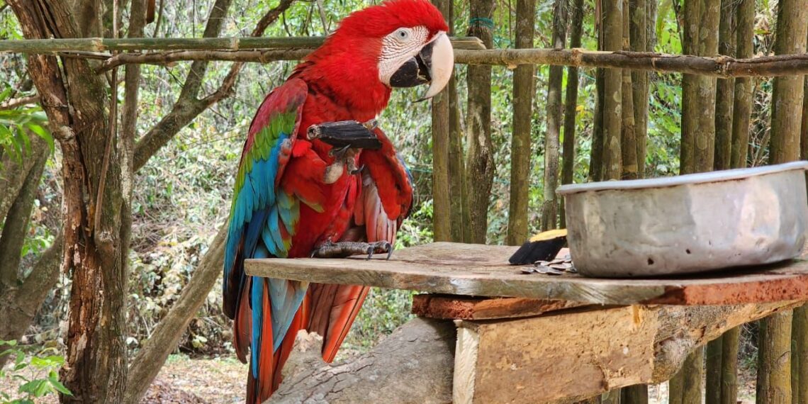 La guacamaya liberada en Vichada ya pinta el firmamento de colores