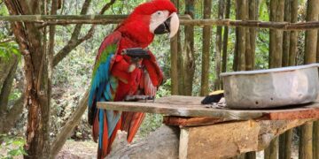 La guacamaya liberada en Vichada ya pinta el firmamento de colores