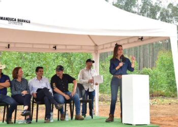 Energía verde llega a Casanare: producirán energía a partir de los cultivos de eucalipto