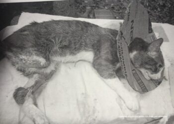 Santander: Judicializado hombre que amputó una pata a un gato en vía pública