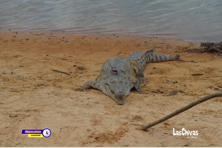 Caimán llanero liberado Foto CACOM  2