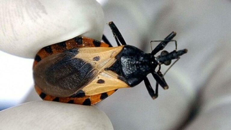 parásito Trypanosoma cruzi.