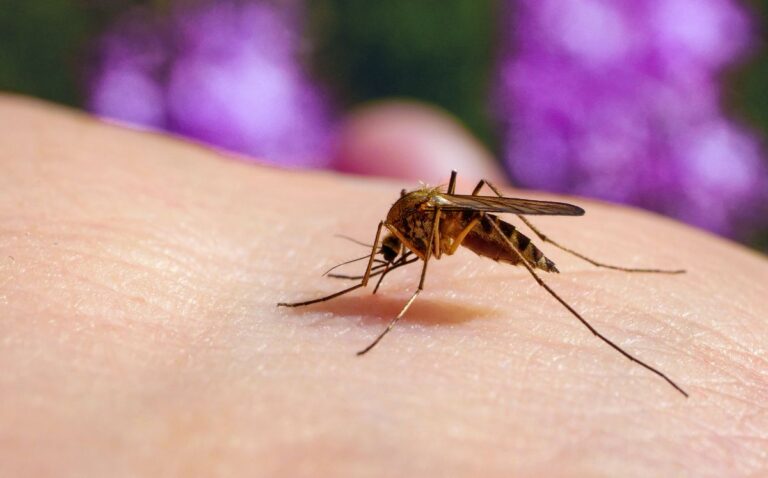 malaria-o-paludismo-cual-es