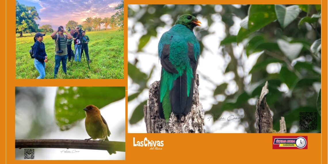 En un solo día se registraron 473 especies en el Global big day en Casanare