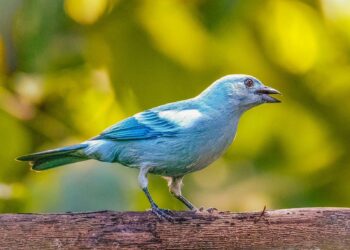 Global Big Day 2023 en el Meta: 1.100 especies de aves para observar