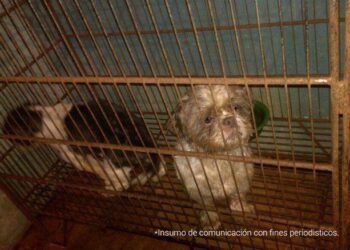 Condenado hombre que mantenía criadero con 44 perros en malas condiciones en Bogotá