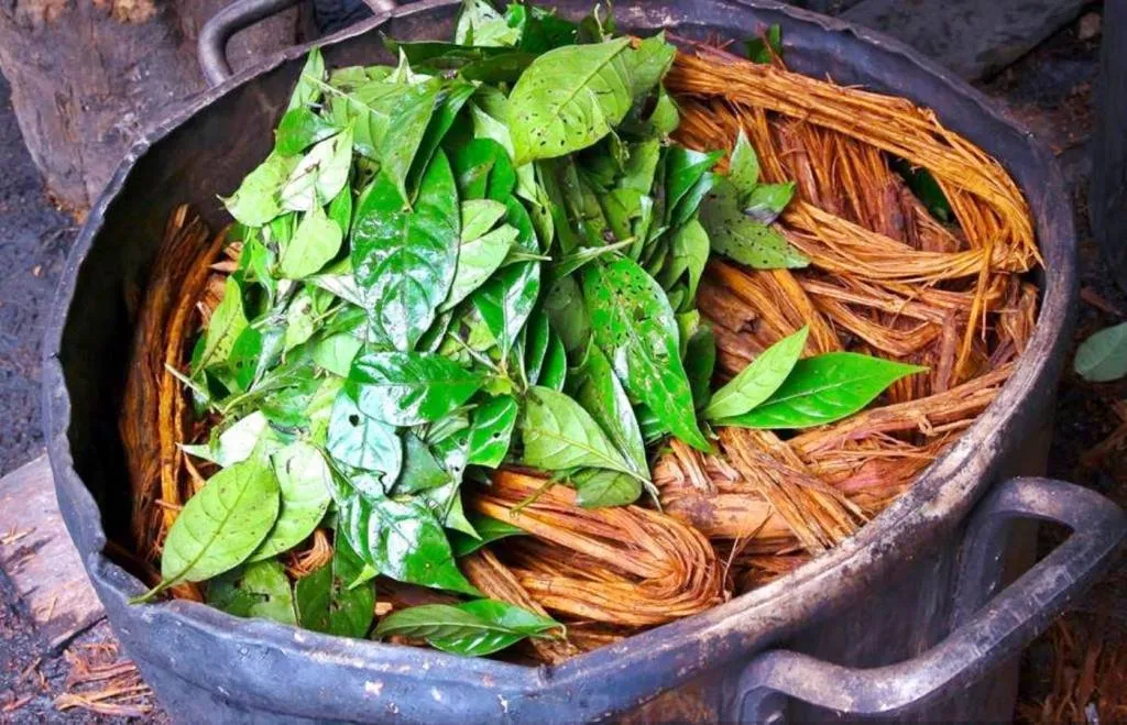 ayahuasca