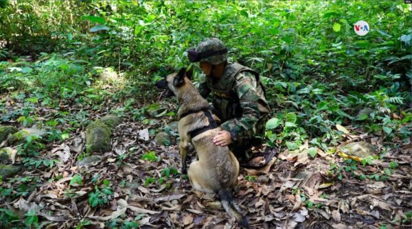 Así fue entrenado Wilson, el perro que ayudó a encontrar los niños perdidos en la selva