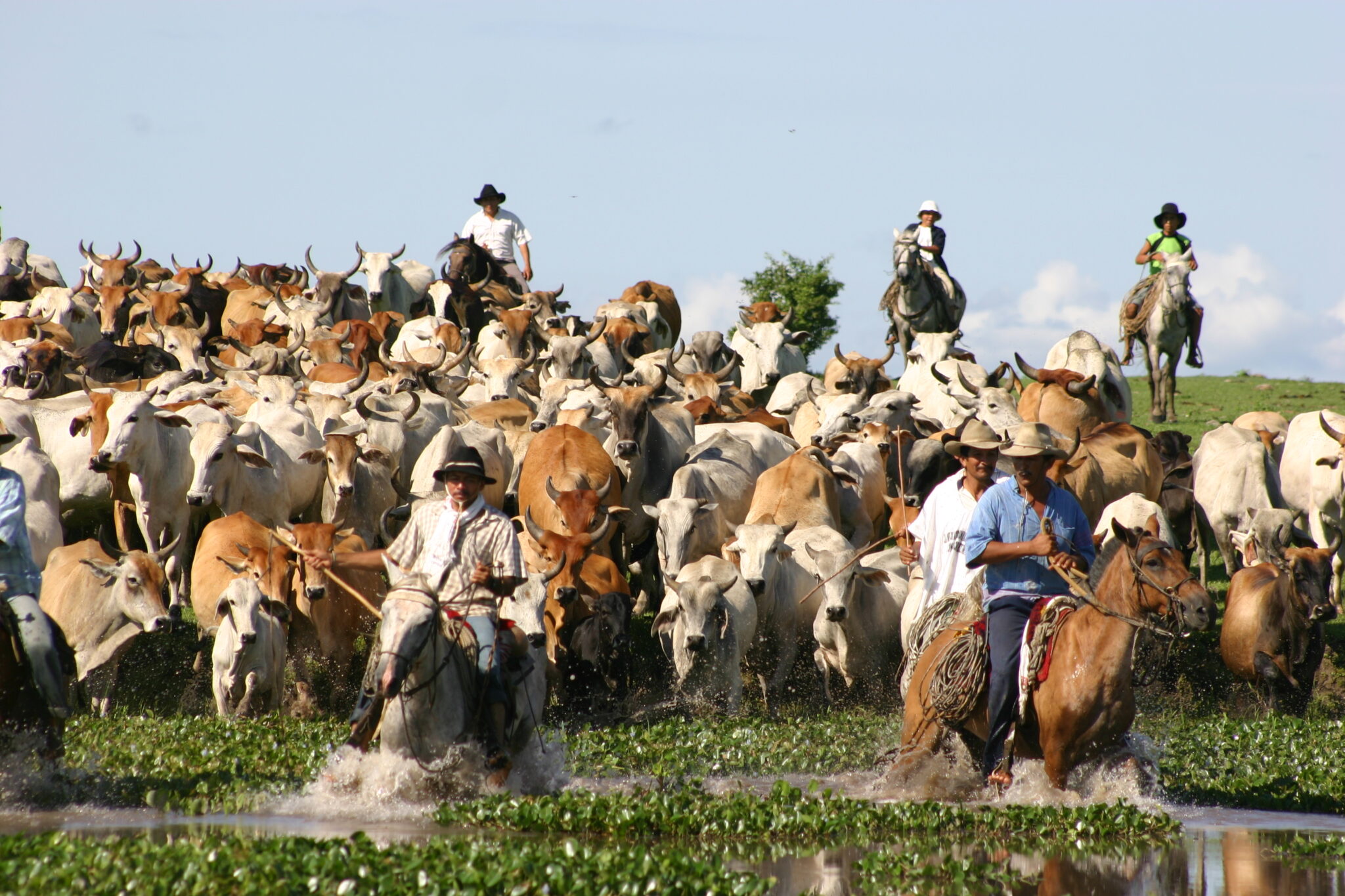 Ganaderos Casanare