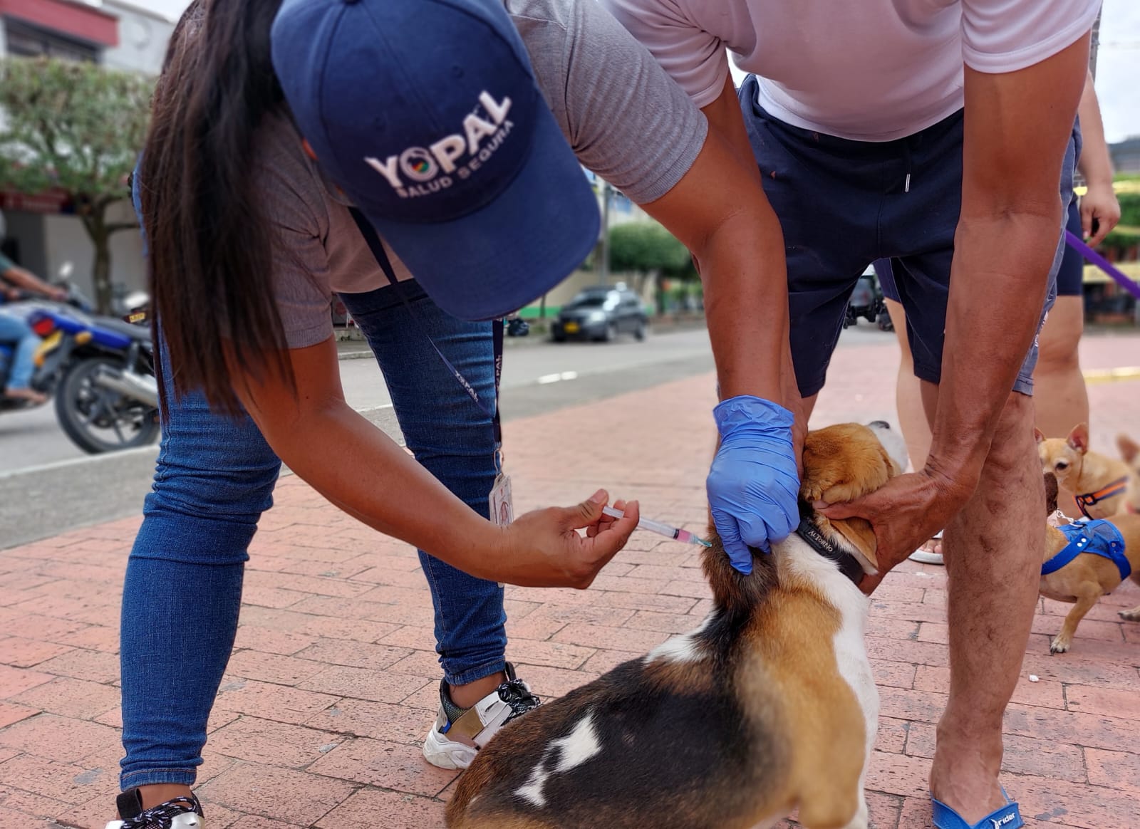 Vacunación antirrábica en mascotas